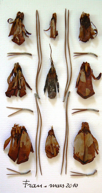 insectes I ft 11×20 mai 2010